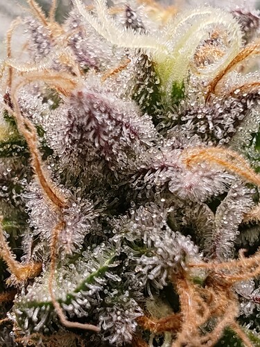 Growreport Bild 6