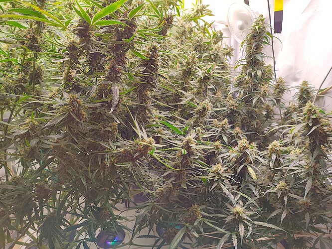 Growreport Bild 38