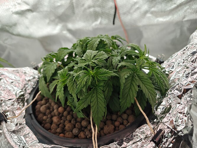 Growreport Bild 29