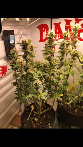 Growreport Bild 6