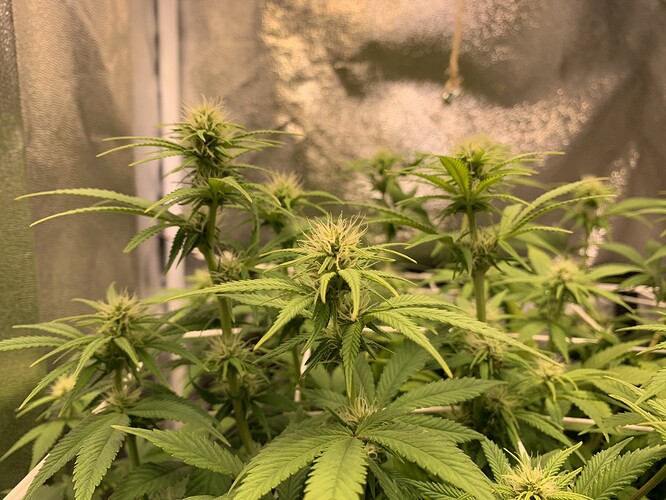 Growreport Bild 3