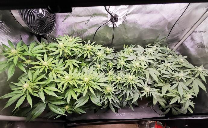 Growreport Bild 4
