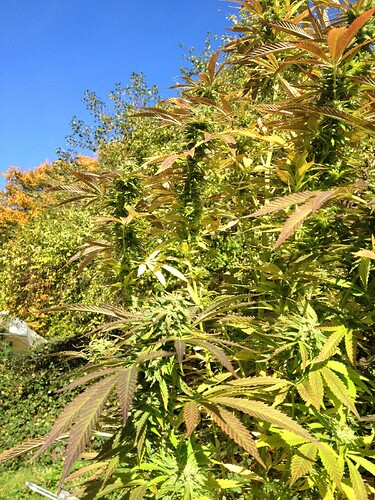 Grow25_1013b_12