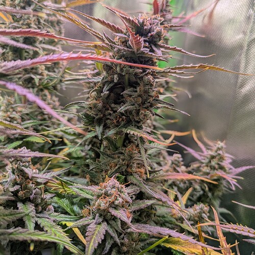 Growreport Bild 8