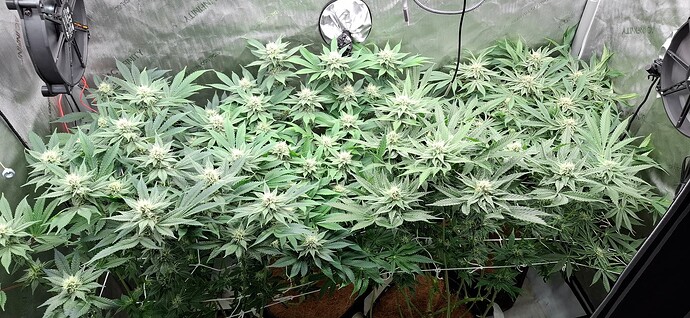 Growreport Bild 7