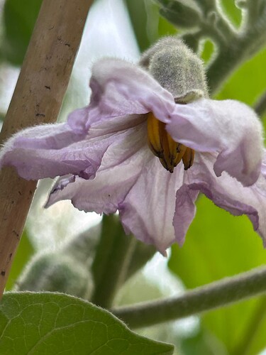 Growreport Bild 38