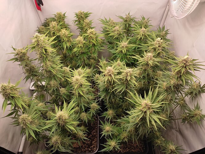 Growreport Bild 41