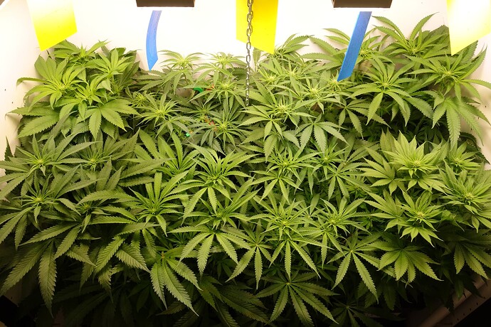 Growreport Bild 1