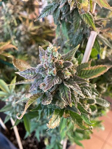 Growreport Bild 5