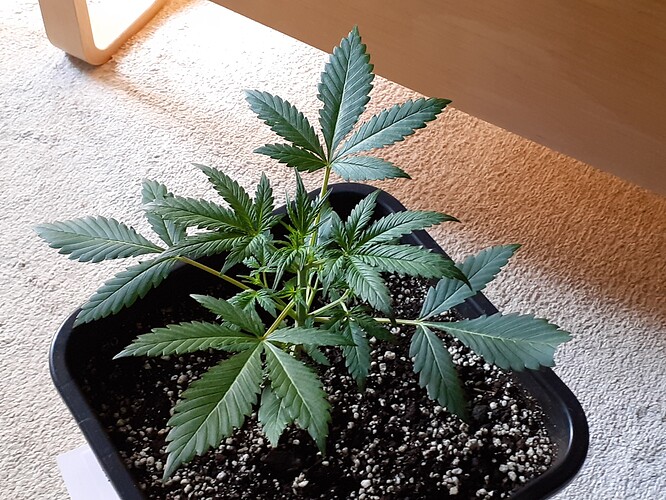 Growreport Bild 101