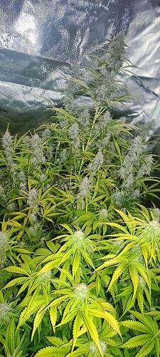 Growreport Bild 1