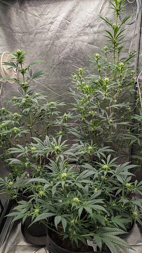 Growreport Bild 1