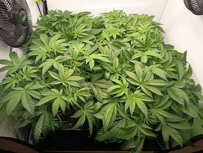 Growreport Bild 16