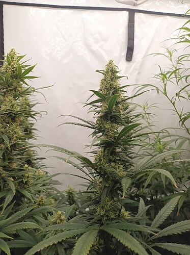 Growreport Bild 21