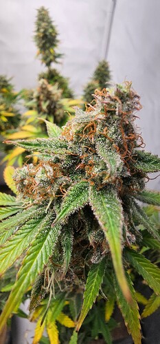 Growreport Bild 6