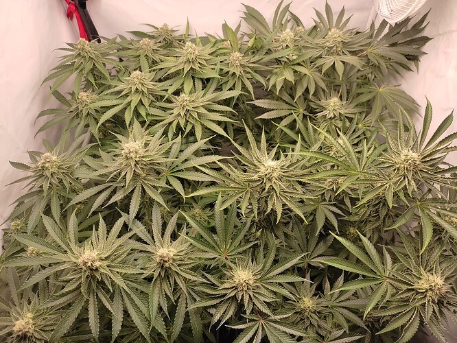 Growreport Bild 2