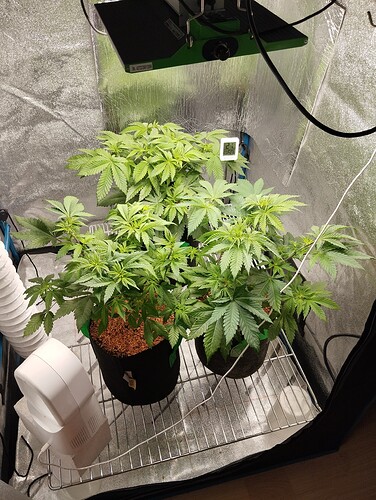 Growreport Bild 2