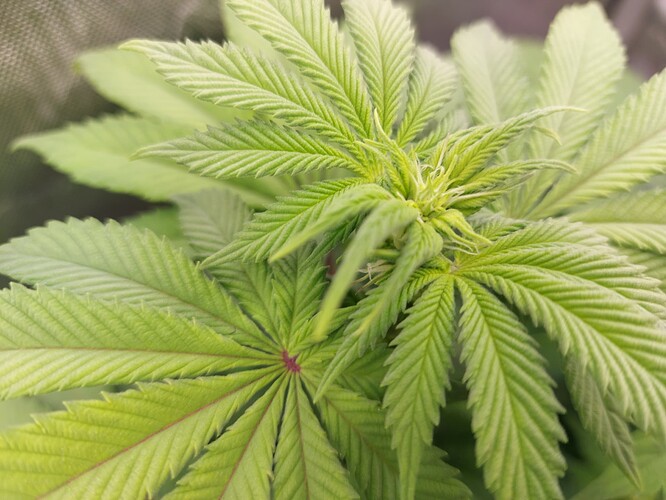 Growreport Bild 5