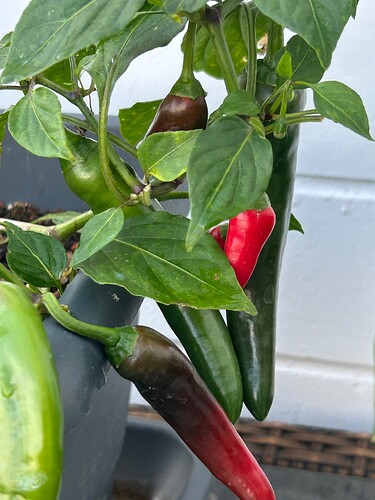 Growreport Bild 19