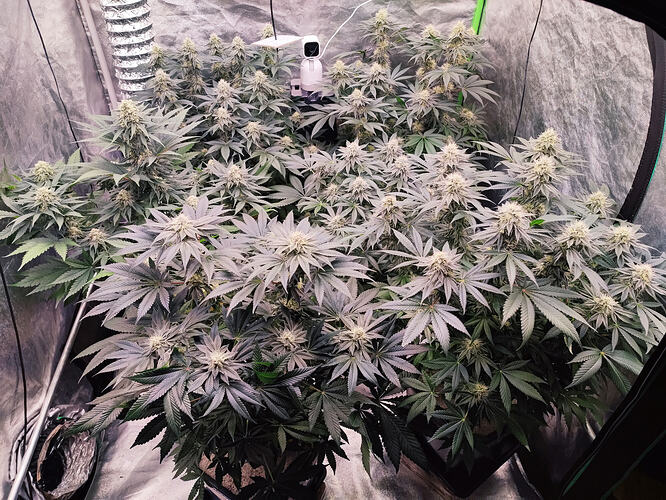 Growreport Bild 1