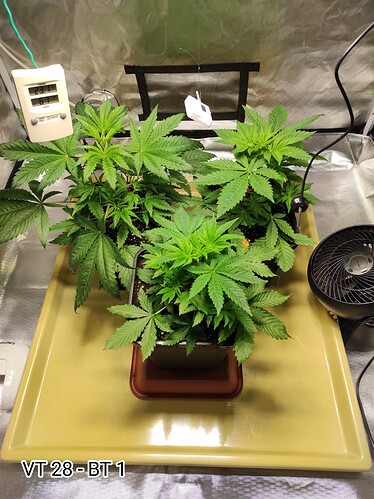 Growreport Bild 3
