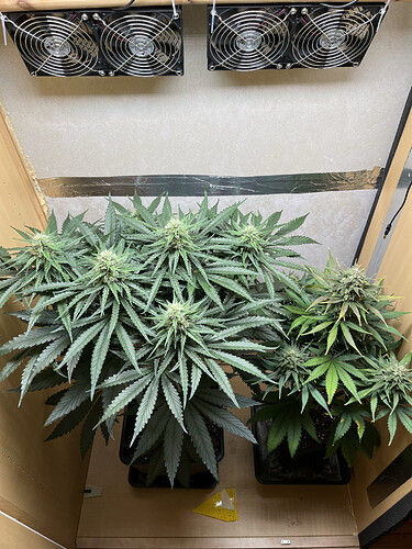 Growreport Bild 4