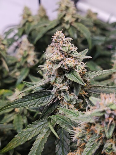 MVIMG_20251116_205002