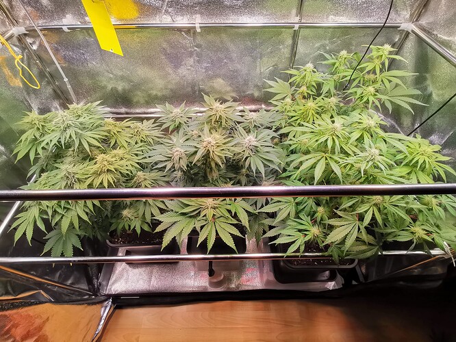 Mix grow BT38 (4)