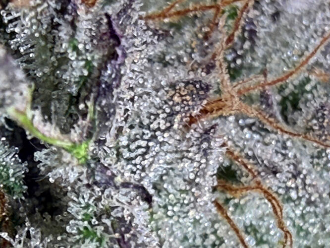 Growreport Bild 15