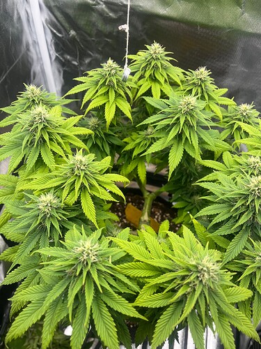 Growreport Bild 4