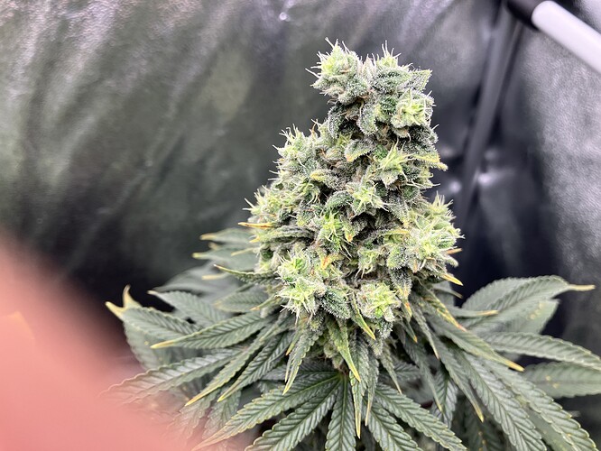 Growreport Bild 6