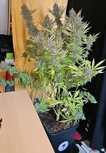 Growreport Bild 46