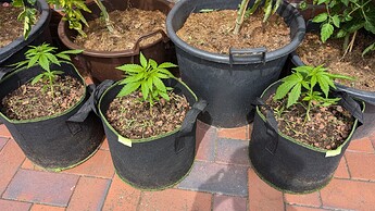 3x Purple Bud ca. 1 Woche alt 06. Juli