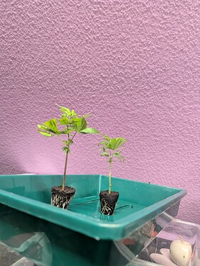 Growreport Bild 5