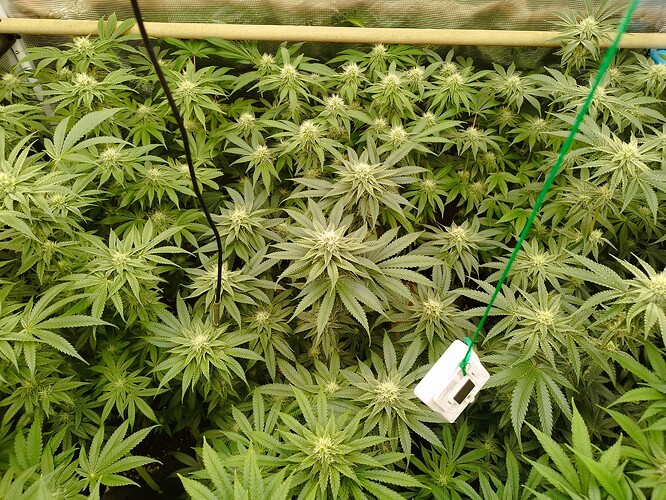 Growreport Bild 6