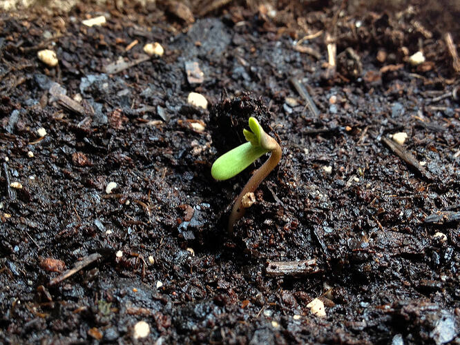 Grow26_0517_2