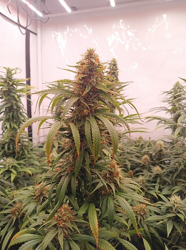 Growreport Bild 17