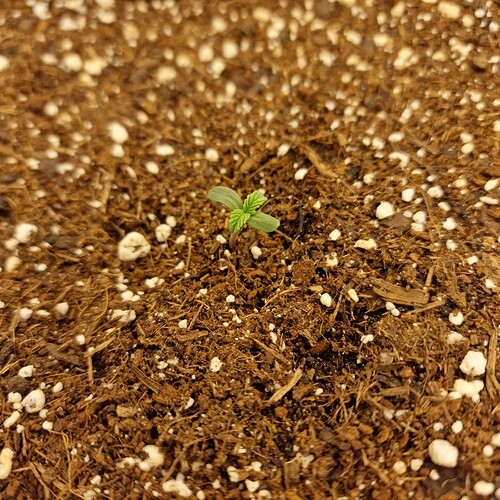 Growreport Bild 12