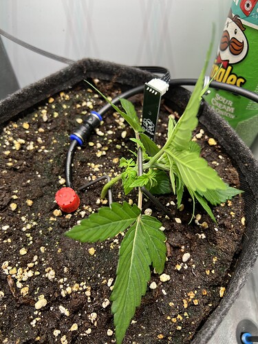 Growreport Bild 2