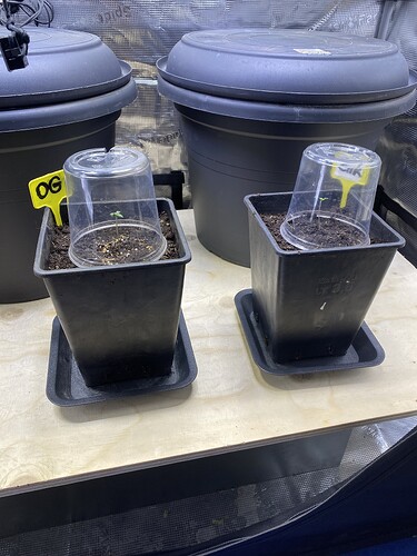 Growreport Bild 1