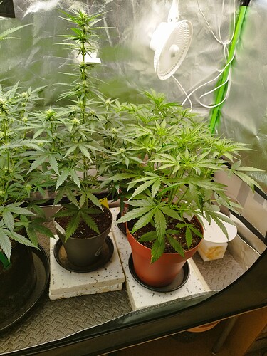 Zwei Cannabis-Pflanzen in einem Zelt, eine davon in der Blütephase, mit einem Ventilator an der Decke.