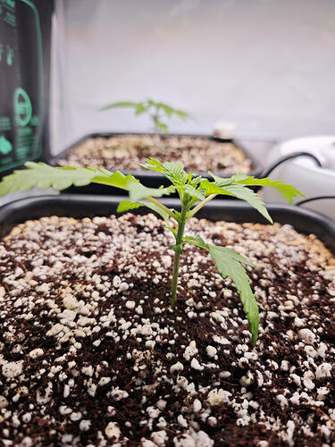 Growreport Bild 24