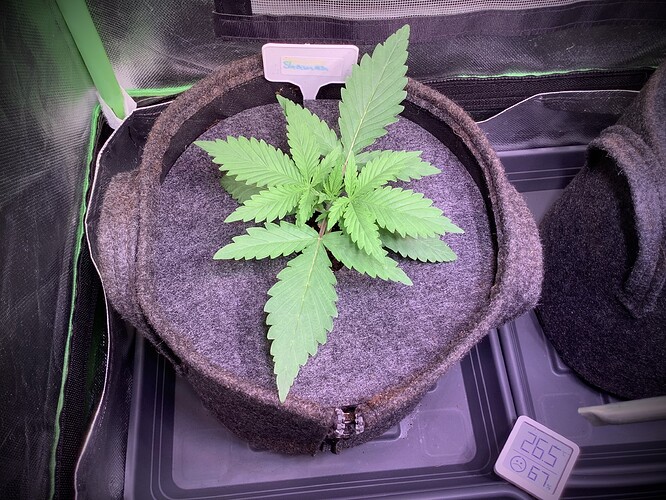 Growreport Bild 3