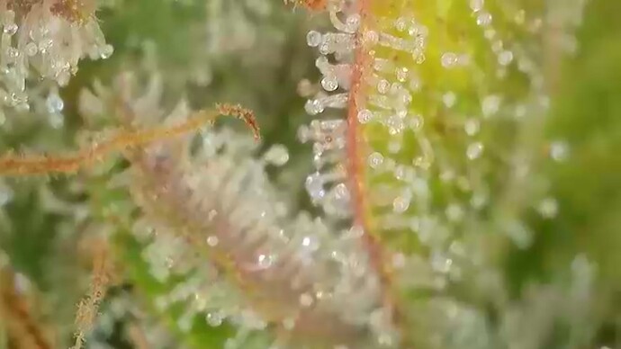Growreport Bild 49