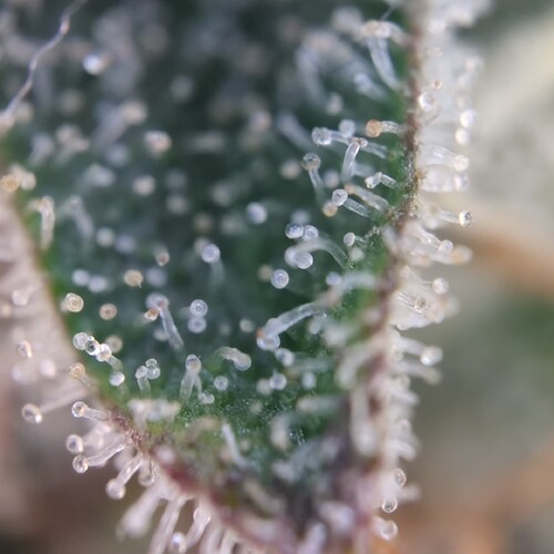 Growreport Bild 7