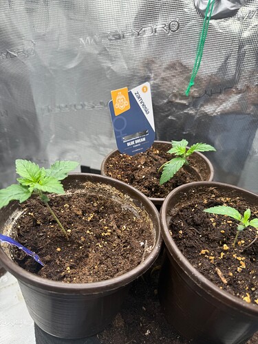 Growreport Bild 2