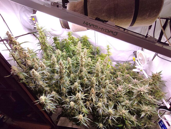 Growreport Bild 63
