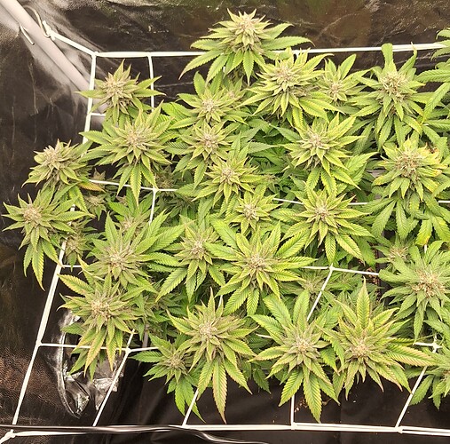 Growreport Bild 7
