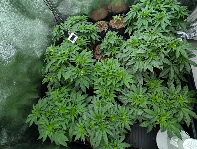 Growreport Bild 4