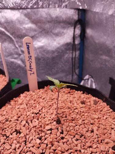 IMG_20241124_130723 - Kopie